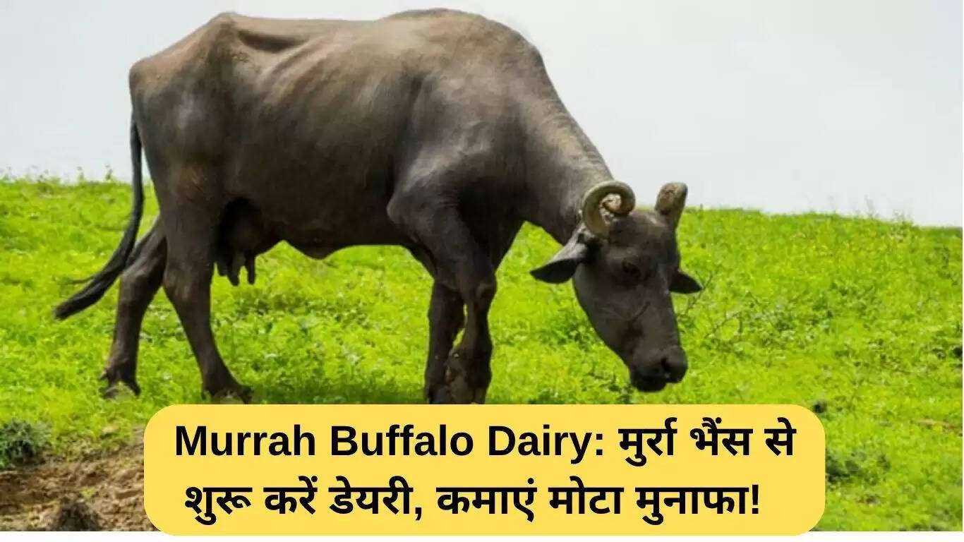 मुर्रा भैंस डेयरी: लाभकारी व्यवसाय की ओर कदम बढ़ाएं