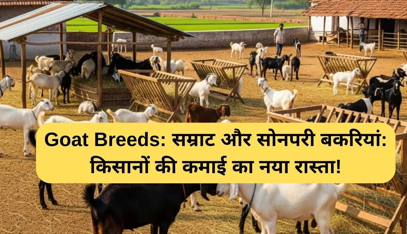 सम्राट और सोनपरी बकरी नस्लें: किसानों के लिए नई आय का स्रोत
