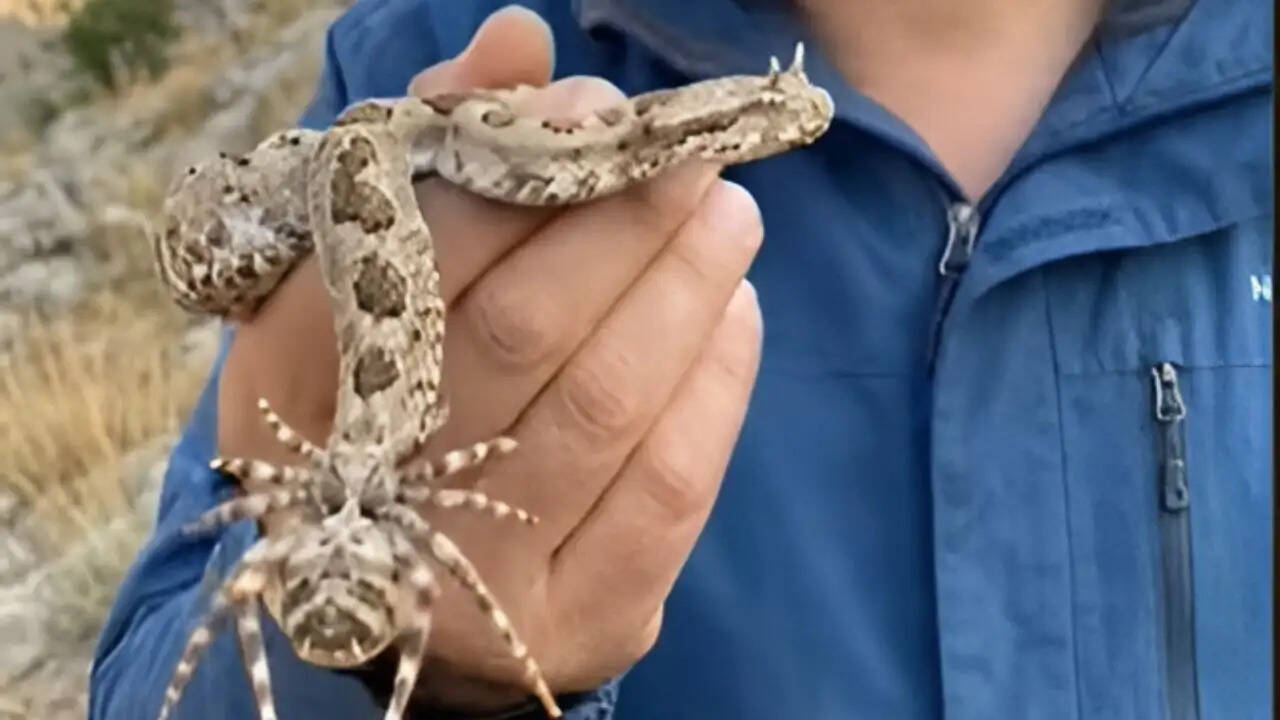 खतरनाक सांप की अनोखी पहचान: मकड़ी जैसी पूंछ से हैरान करने वाला वीडियो