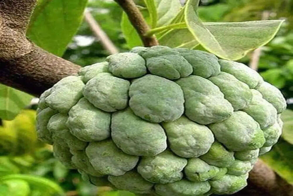 शरीफा: स्वास्थ्य और पर्यावरण के लिए एक अनमोल फल