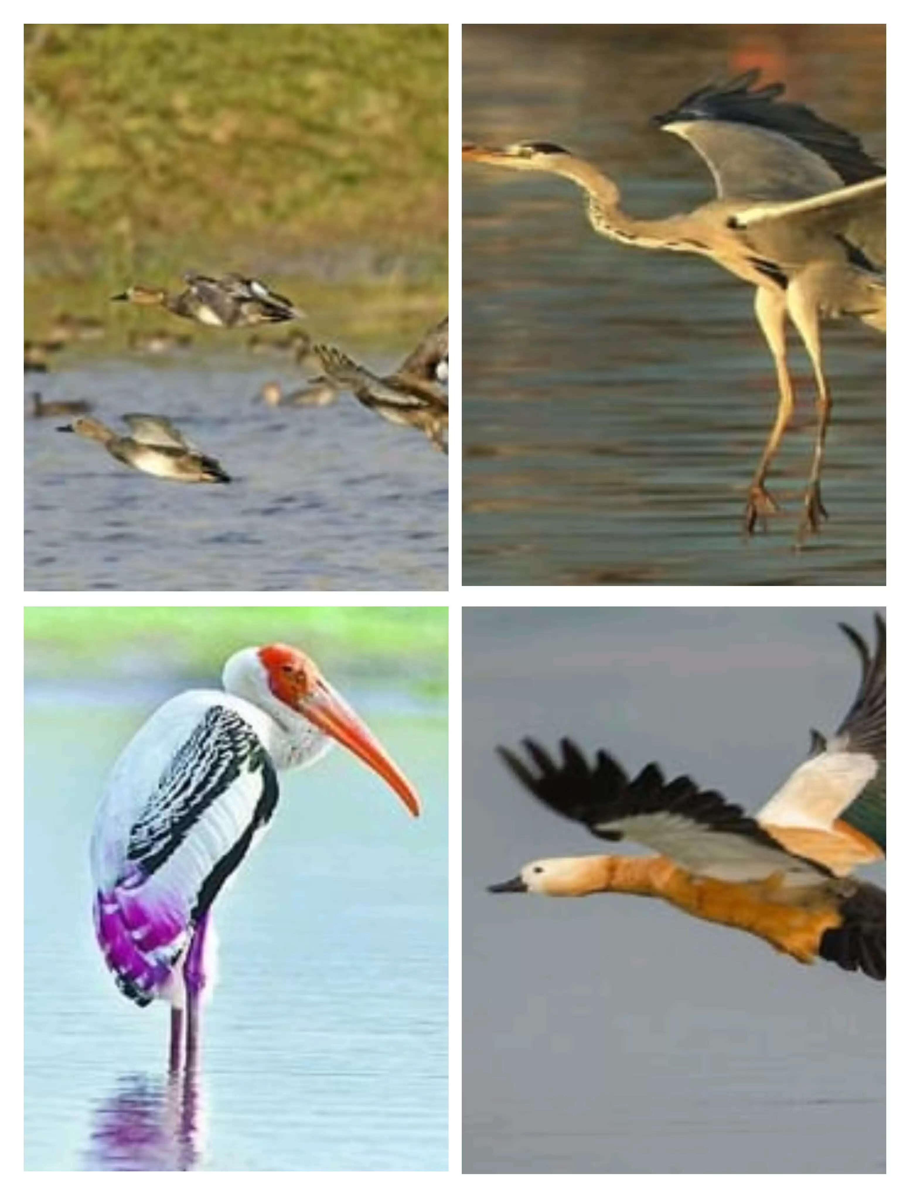 मुल्कों की सरहदों को लांघ कर सैलानी परिंदे पहुंचे आगरा की चंबल बर्ड सैंक्चुअरी, कड़कड़ाती ठंड में इन पक्षियों के कलरव से सेंचुरी का माहौल बना रोमांचकारी