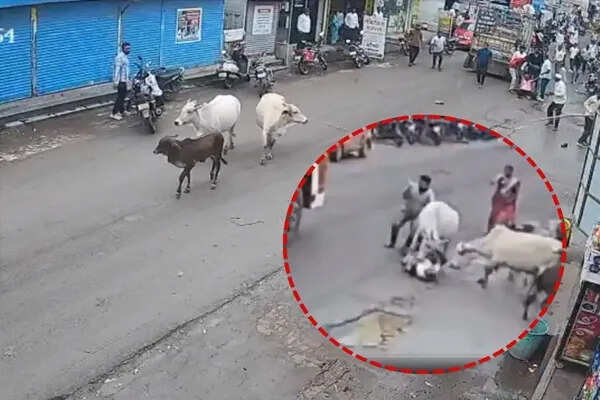 मालेगांव में आवारा गायों के हमले में 85 वर्षीय बुजुर्ग की मौत