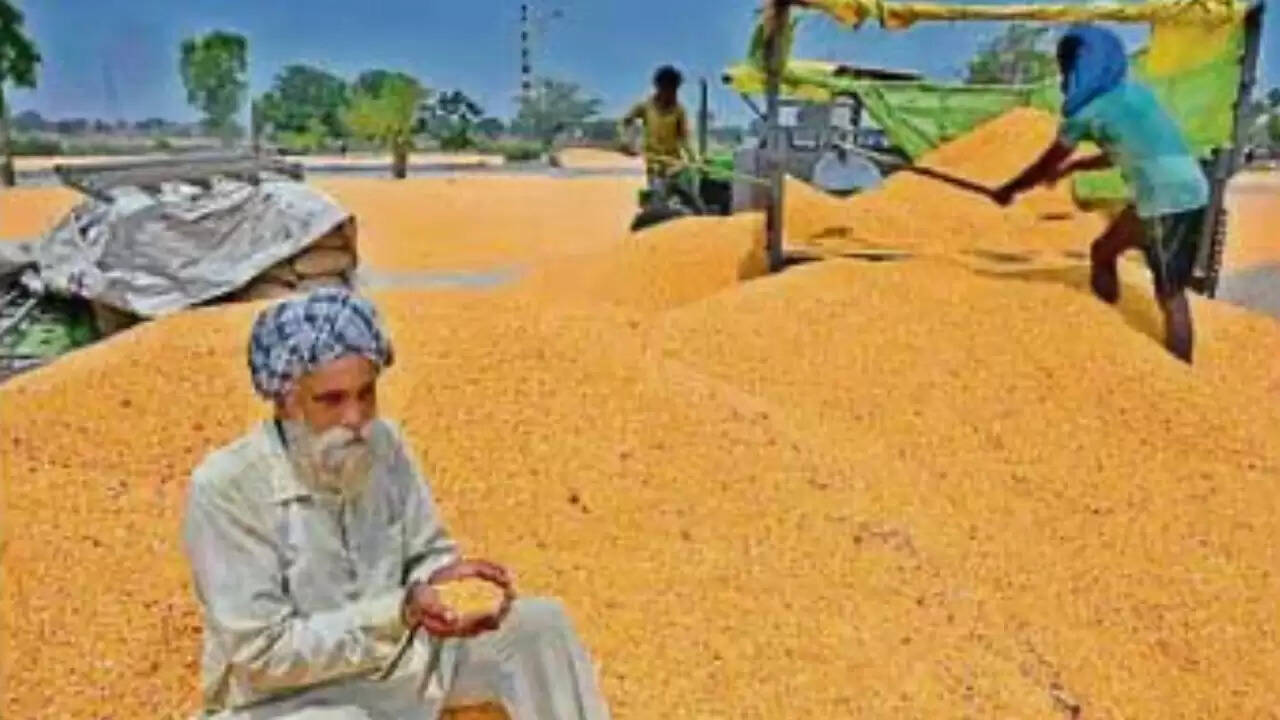 पंजाब में मक्का की खेती से हो रहा कृषि में बदलाव