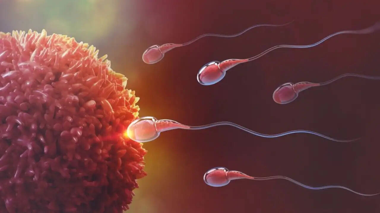 अल्ट्रा-प्रोसेस्ड फूड का प्रजनन क्षमता पर प्रभाव: नई रिसर्च के निष्कर्ष