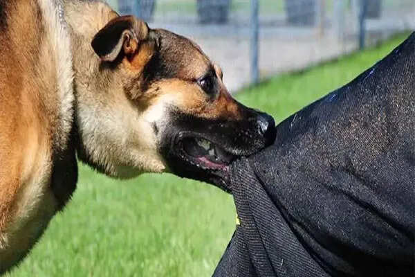 फगवाड़ा में आवारा कुत्तों के हमले से 11 वर्षीय लड़का घायल