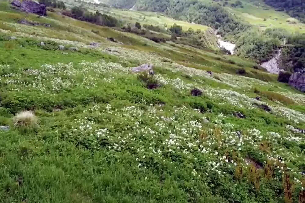 उत्तराखंड वन विभाग में बड़े पैमाने पर तबादले, 30 से अधिक अधिकारियों की जिम्मेदारियों में बदलाव