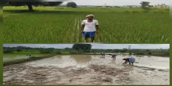 खगपति ने पारंपरिक कृषि छोड़ नई तकनीक अपनाकर दोगुनी की अपनी आय