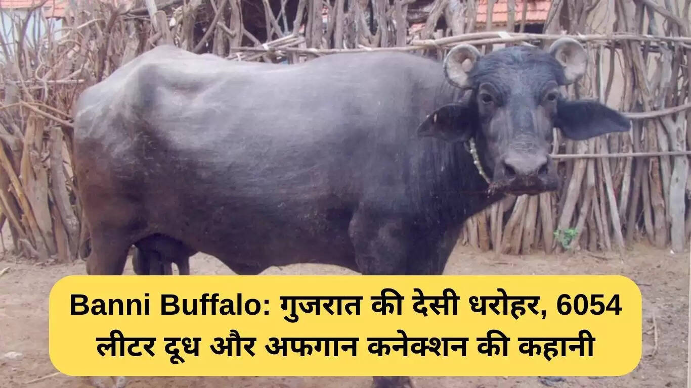 बन्नी भैंस: गुजरात की अनोखी नस्ल और उसकी दूध उत्पादन क्षमता