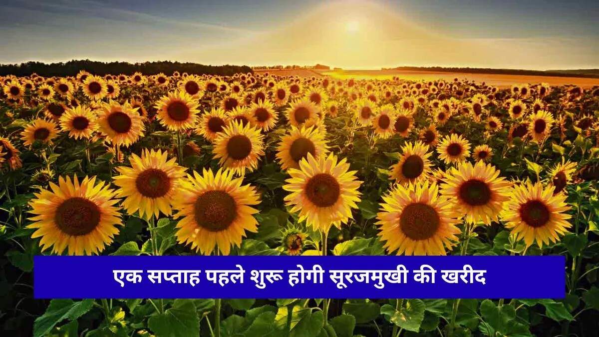 हरियाणा में सूरजमुखी की खरीद प्रक्रिया में बदलाव, किसानों को मिलेगी राहत