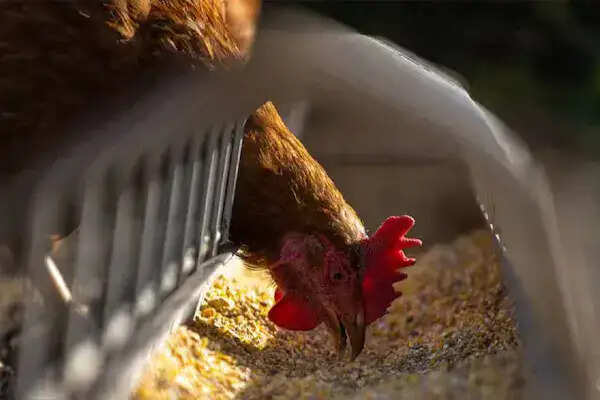 बर्ड फ्लू के बीच चिकन और अंडा खाने की सुरक्षा पर विशेषज्ञों की सलाह