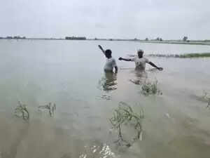 हरियाणा के फतेहाबाद में बारिश से उत्पन्न बाढ़ जैसी स्थिति