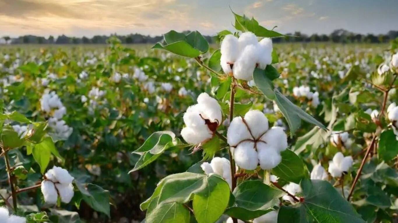 कपास की फसल की सुरक्षा के लिए आवश्यक उपाय