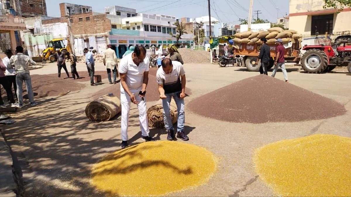 हरियाणा में रबी फसलों की मार्केटिंग में सरसों के दामों में उछाल