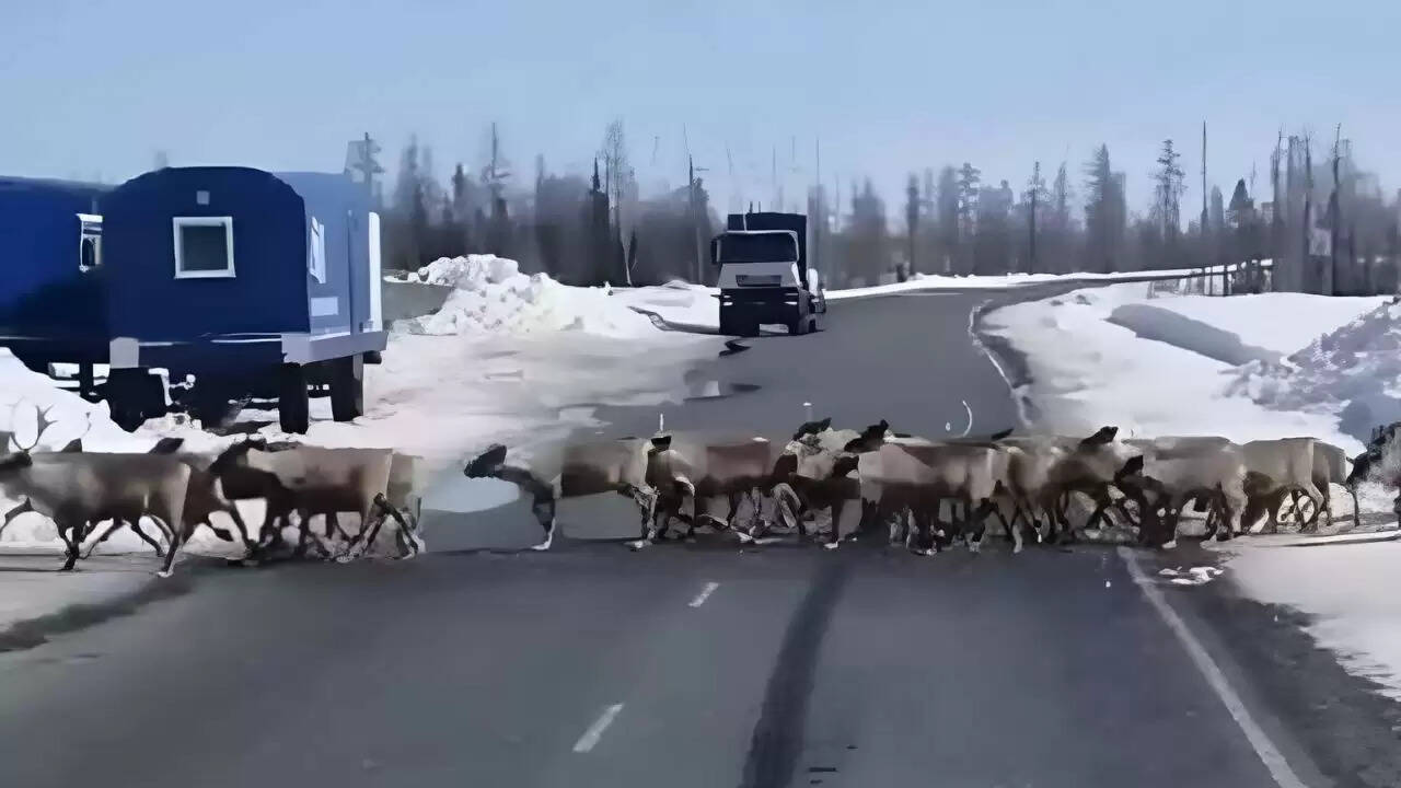 कामचटका में बारहसिंगों का अनोखा झुंड, ट्रैफिक जाम में फंसे ड्राइवर