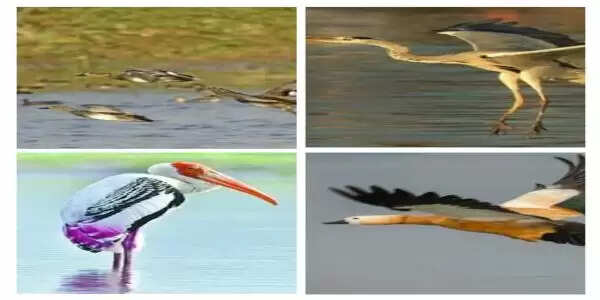 मुल्कों की सरहदों को लांघ कर सैलानी परिंदे पहुंचे आगरा की चंबल बर्ड सैंक्चुअरी, कड़कड़ाती ठंड में इन पक्षियों के कलरव से सेंचुरी का माहौल बना रोमांचकारी