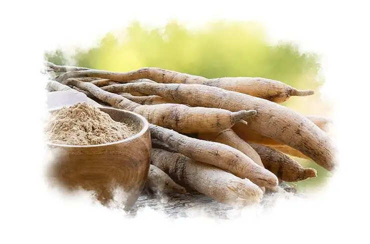 जड़ी-बूटियों के अद्भुत लाभ: शतावरी का स्वास्थ्य पर प्रभाव