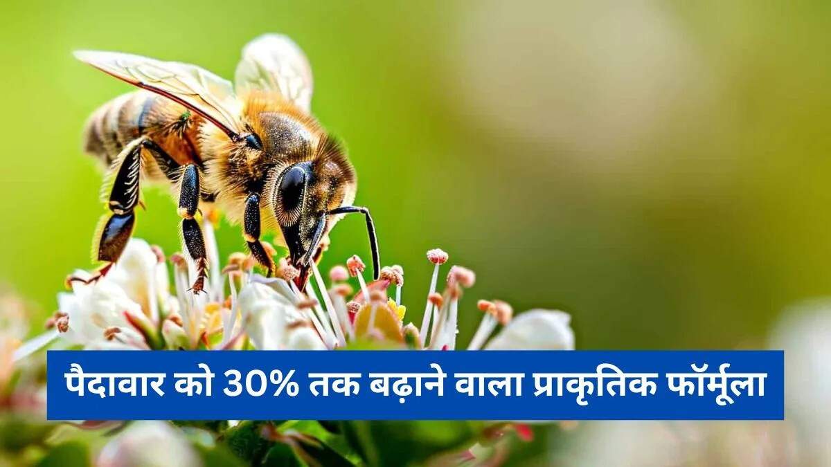 मधुमक्खियों का प्रवास: शहद उद्योग की जीवनरेखा
