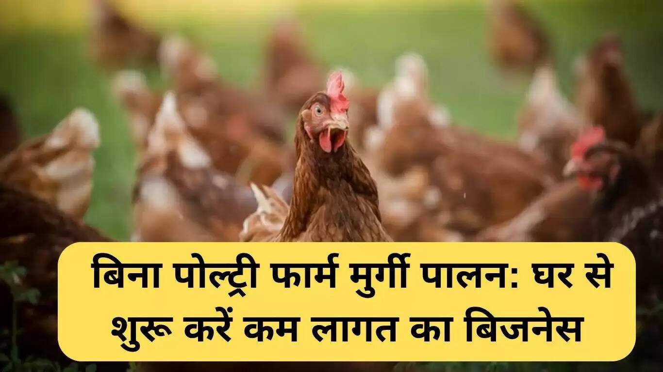 घर से शुरू करें मुर्गी पालन: कम लागत में लाभकारी व्यवसाय