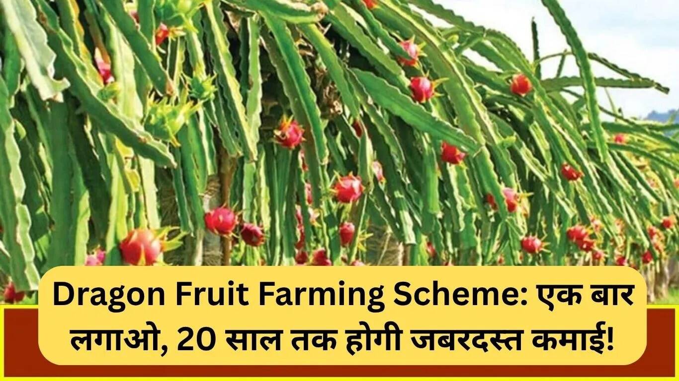 ड्रैगन फ्रूट खेती योजना: एक बार निवेश करें, 20 वर्षों तक लाभ कमाएं!