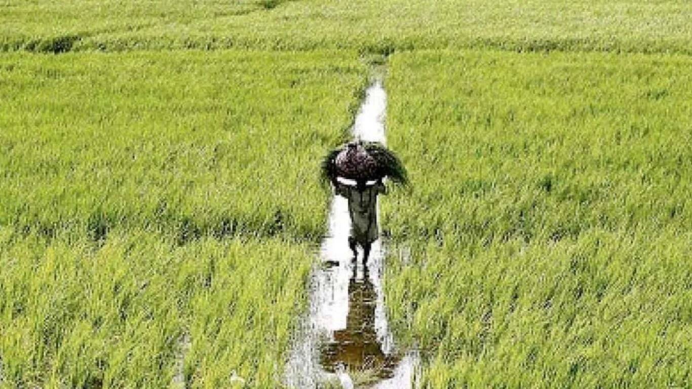 जींद में फसल क्षति के लिए किसानों को मिलेगी सहायता