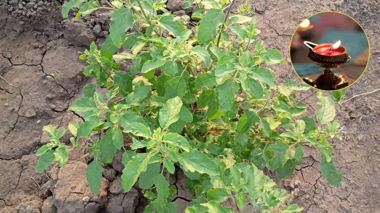 हरियाली तीज पर तुलसी के पास दीपक जलाने के लाभ