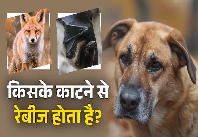 रेबीज के खतरे: जानिए कौन से जानवर कर सकते हैं संक्रमित