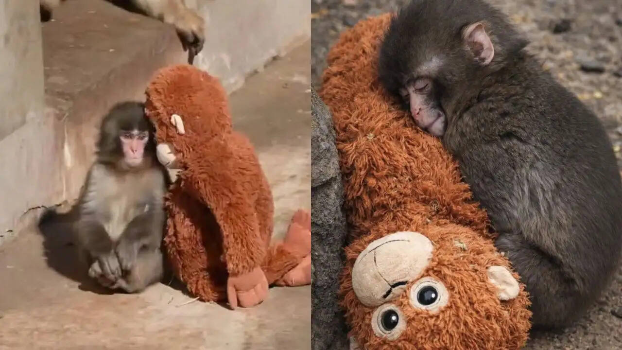 जापान के बंदर पंच की दिल छू लेने वाली कहानी: मां की कमी और नए दोस्त