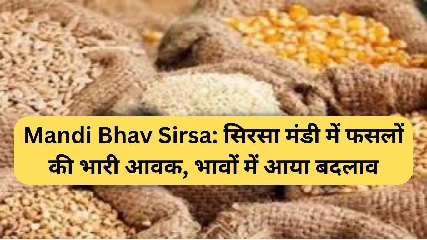 सिरसा मंडी में फसलों की भारी आवक, कीमतों में उतार-चढ़ाव