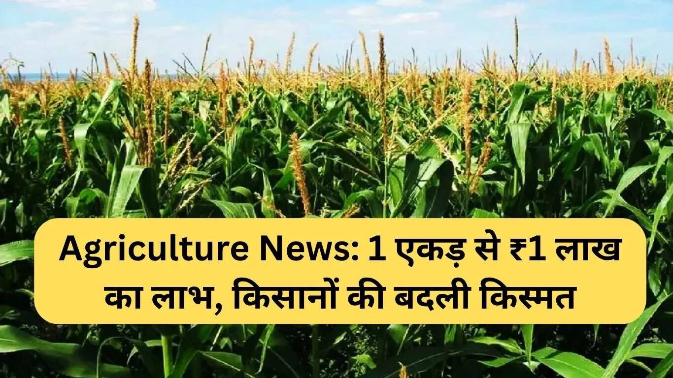 किसानों की किस्मत बदलने वाला मक्का: 1 एकड़ से 1 लाख रुपये की कमाई