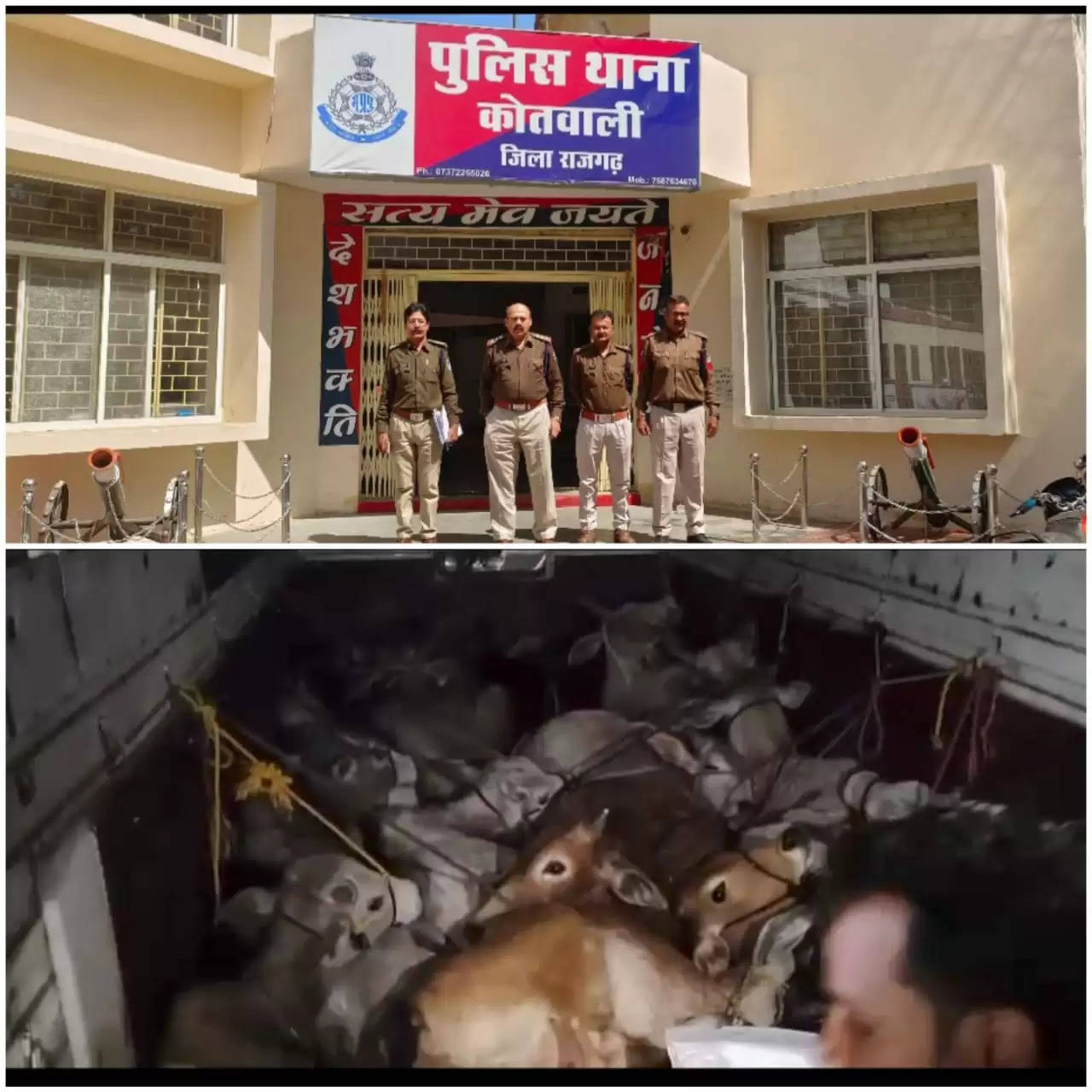 राजगढ़ः ट्रक से कू्ररतापूर्वक भरे 16 गौवंश जब्त, पुलिस को चकमा देकर भागे आरोपित