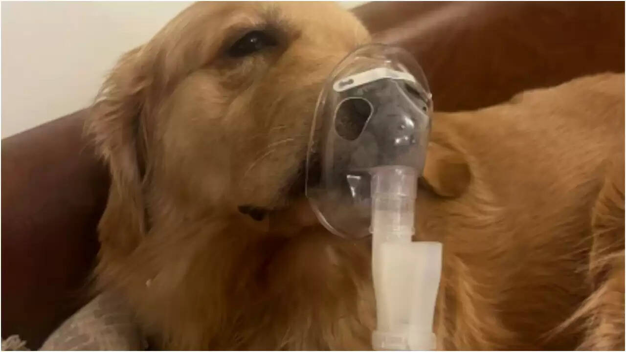 दिल्ली में बढ़ते वायु प्रदूषण का पालतू जानवरों पर असर