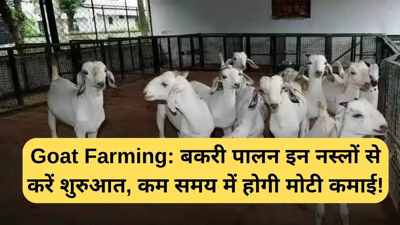 बकरी पालन: इन नस्लों के साथ शुरू करें, कम समय में अधिक लाभ कमाएं!