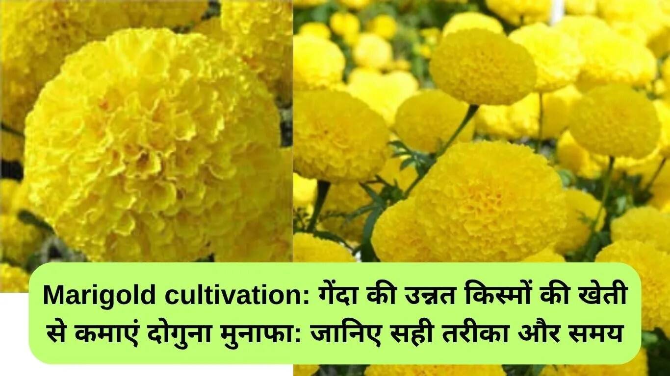 गेंदा की उन्नत किस्मों की खेती: अधिक लाभ कमाने के लिए सही विधि और समय जानें
