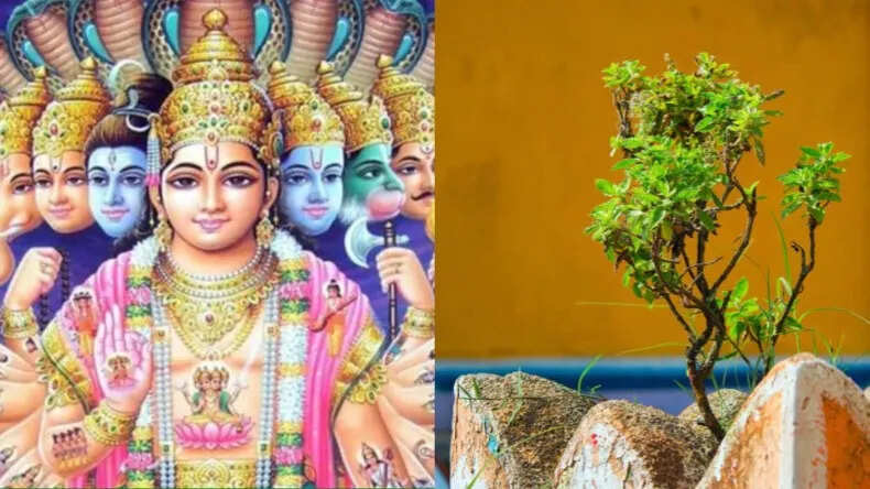 निर्जला एकादशी पर तुलसी से जुड़े महत्वपूर्ण उपाय