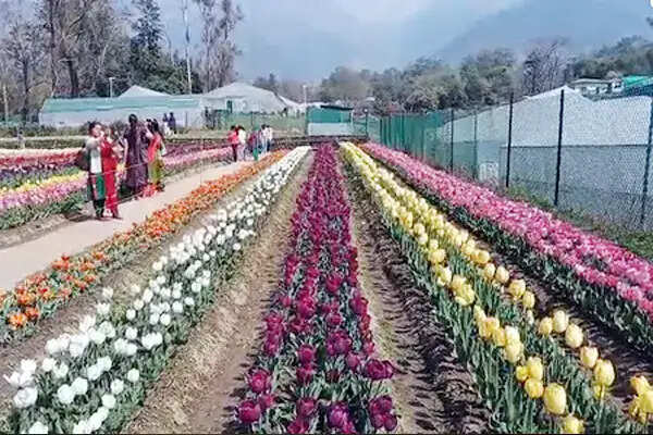 हिमाचल प्रदेश में ट्यूलिप गार्डन ने आकर्षित किए 70,000 से अधिक पर्यटक