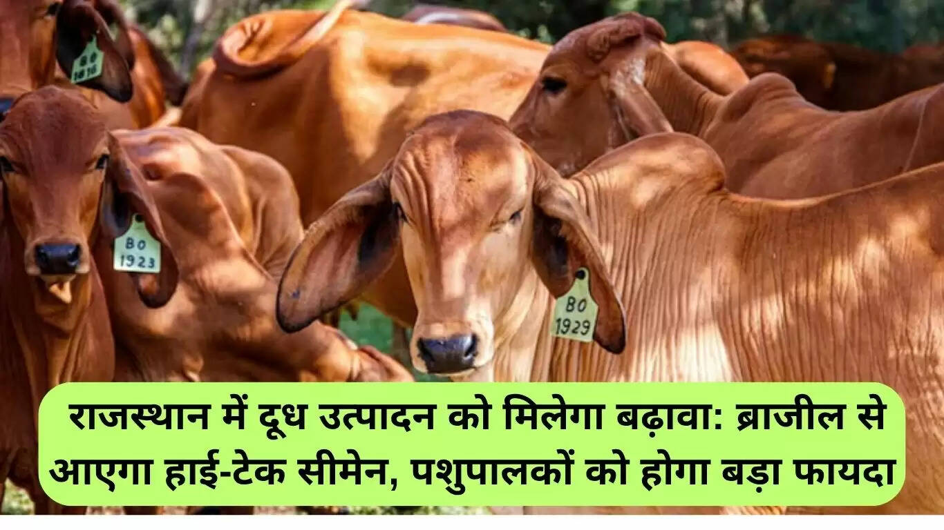 राजस्थान में दूध उत्पादन को बढ़ावा देने के लिए ब्राजील से आएगा उच्च गुणवत्ता वाला सीमेन