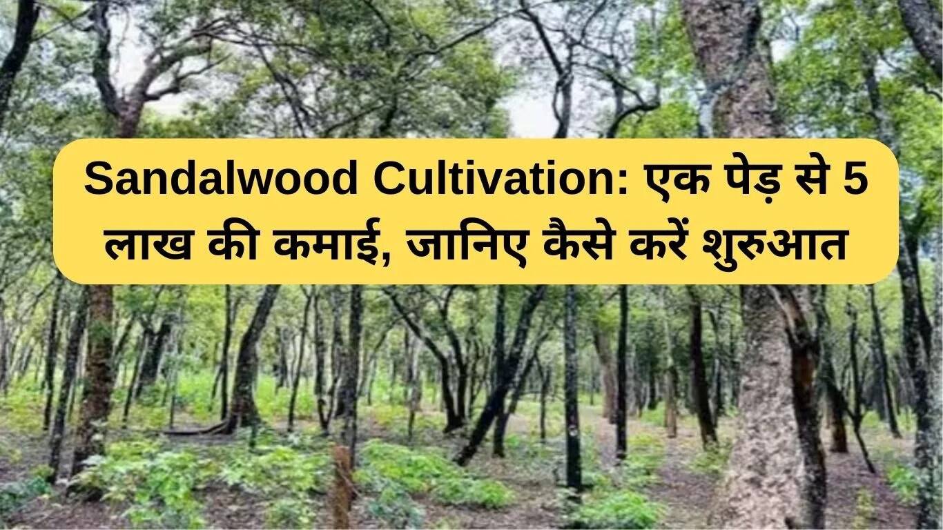 सफेद चंदन की खेती: एक पेड़ से 5 लाख की कमाई कैसे करें