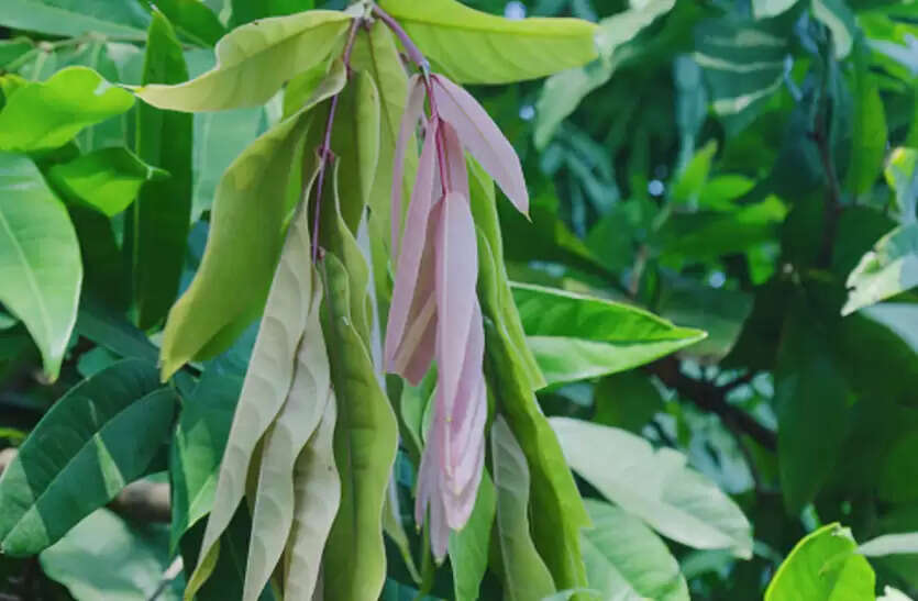 अशोक के पेड़ के औषधीय लाभ और उपयोग के तरीके