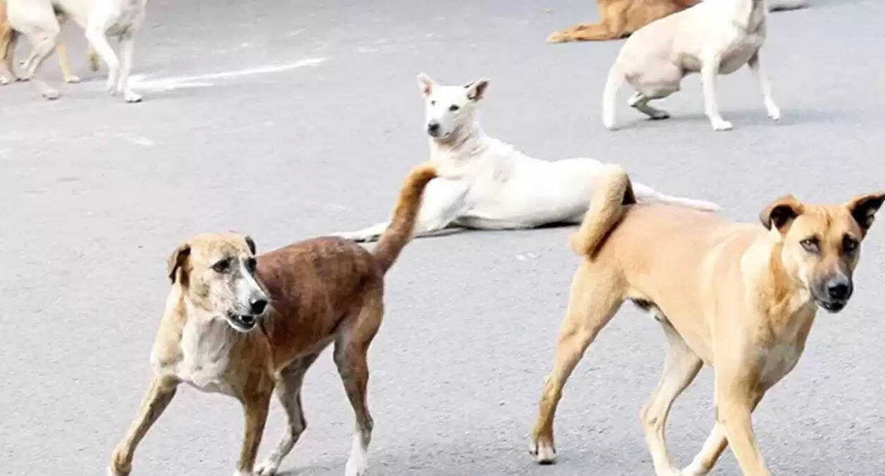 गाजियाबाद में आवारा कुत्तों के हमले से 3 साल का बच्चा गंभीर रूप से घायल
