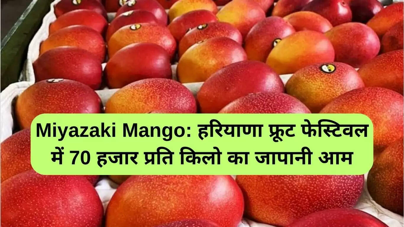 मियाजाकी आम: हरियाणा फेस्टिवल में 70,000 रुपये प्रति किलो की कीमत पर बिकने वाला जापानी आम