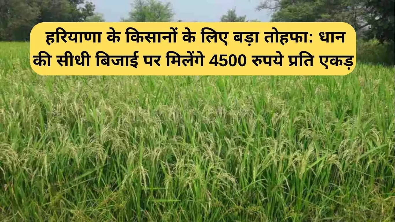 हरियाणा के किसानों के लिए नई योजना: धान की सीधी बिजाई पर मिलेगा 4500 रुपये प्रति एकड़