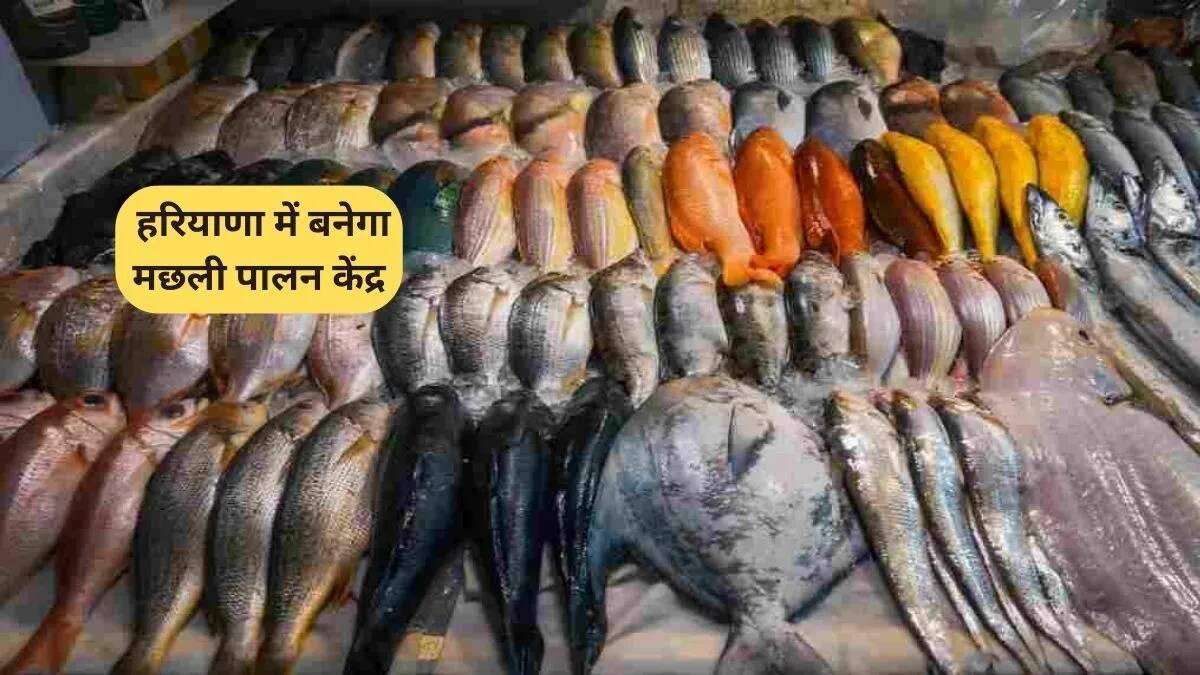 भिवानी में मछली पालन केंद्र की स्थापना, जेपी दलाल ने की घोषणा