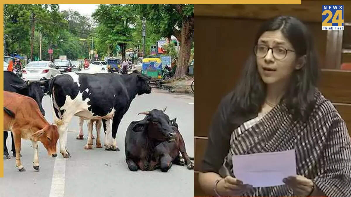 दिल्ली में गाय-भैंसों की समस्या पर स्वाती मालिवाल का बयान