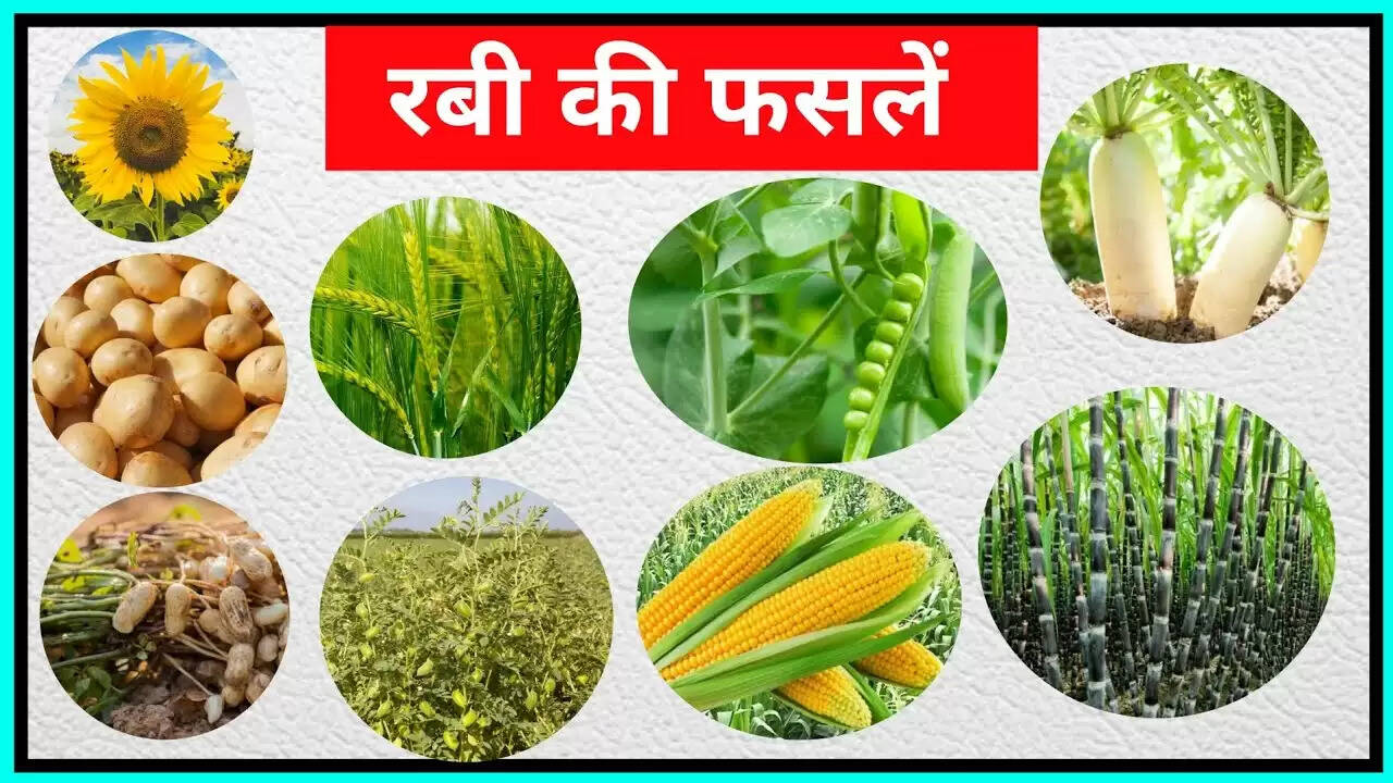 बेहतर जल प्रबंधन से बढेगी रबी फसलो की पैदावार:डा.अंशु गंगवार