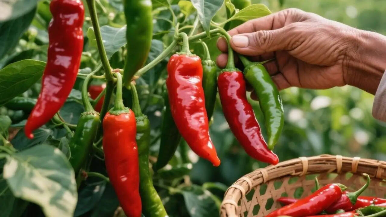 घर में टमाटर और मिर्च उगाने के आसान तरीके