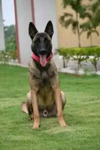 CRPF के K9 डॉग स्टनर ने IED विस्फोट में दिखाई वीरता, शहीद हुआ