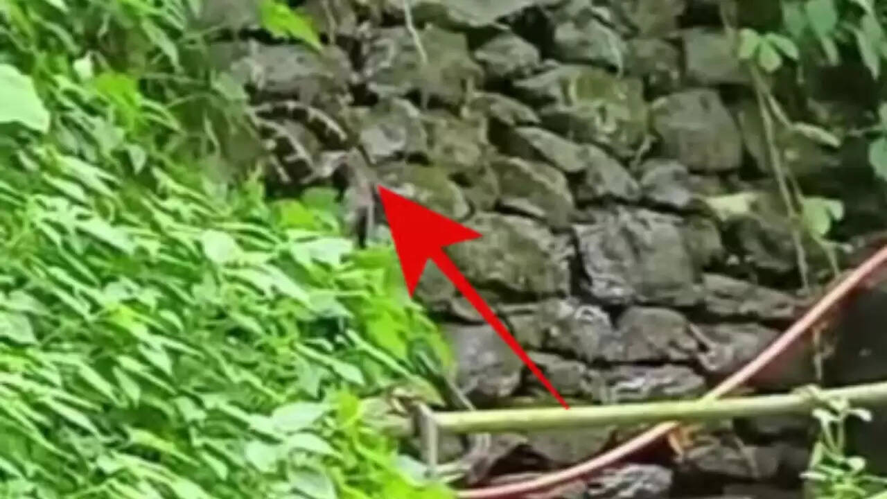 उत्तराखंड में किंग कोबरा का आतंक: ग्रामीणों में दहशत