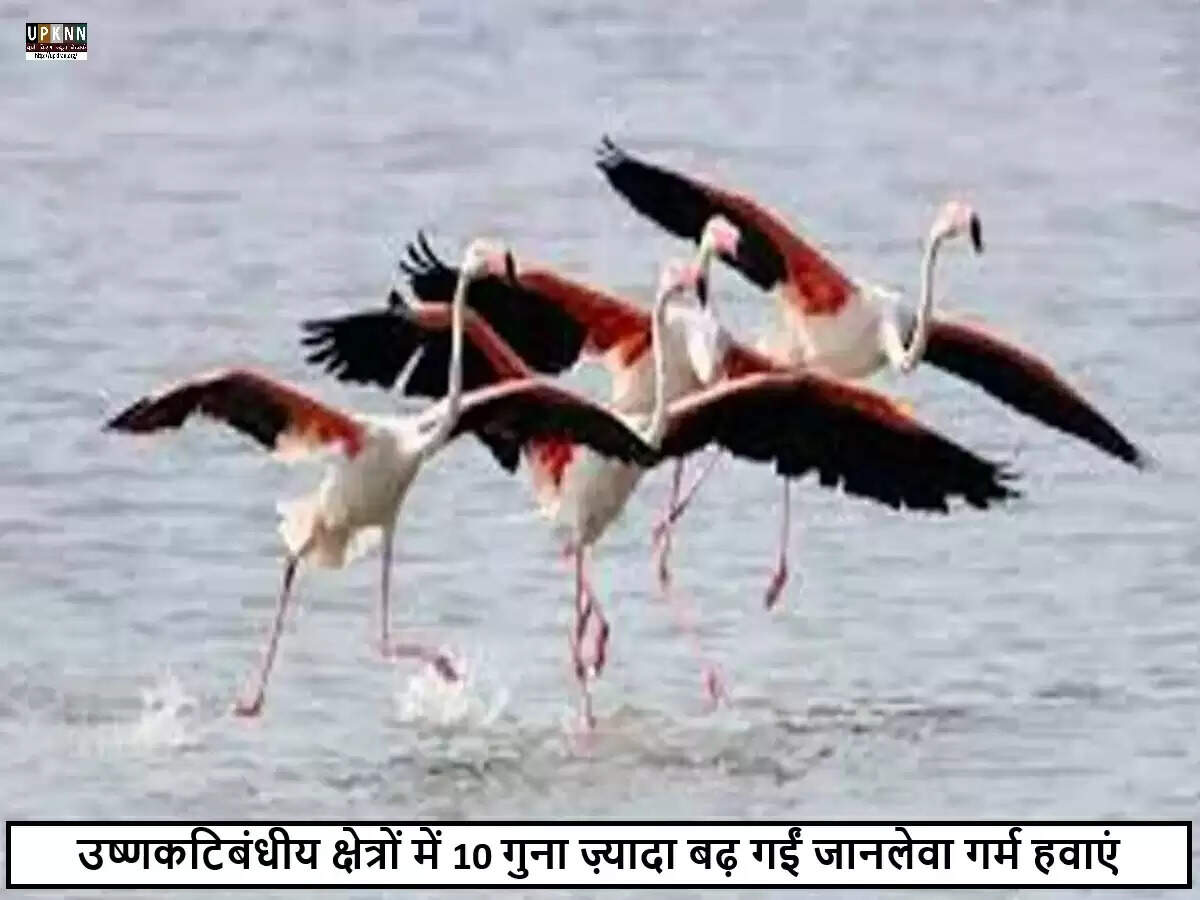 जलवायु परिवर्तन का पक्षियों पर गंभीर प्रभाव: उष्णकटिबंधीय क्षेत्रों में गिरावट