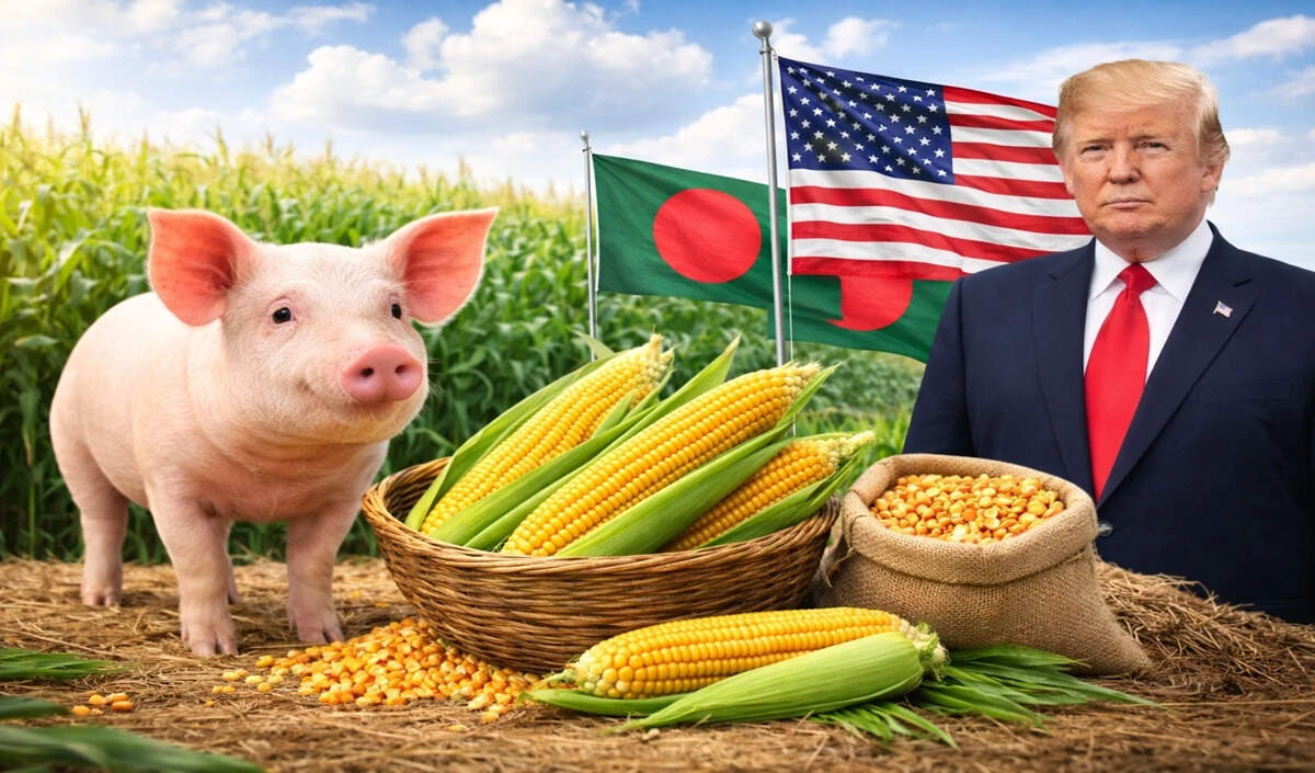 बांग्लादेश में अमेरिकी मक्का पर विवाद: क्या सूअर की खाद से उगाया गया है?