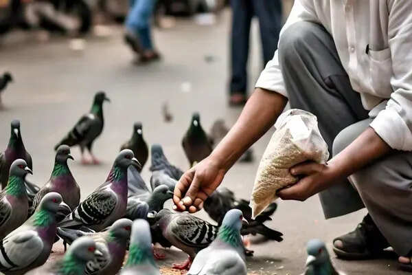 कर्नाटक में कबूतरों को दाना डालने पर सख्त पाबंदी की तैयारी